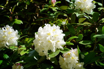 Weißer Rhododendron im Sonnenlicht