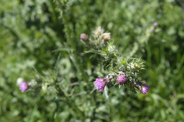 Milk thistle (Silybum marianum) flowering herb