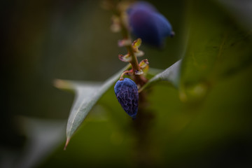 Mahonia