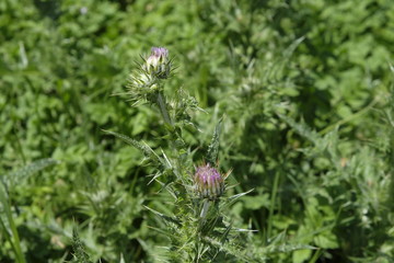 Milk thistle (Silybum marianum) flowering herb