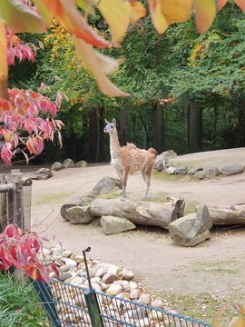 s&uuml;damerikanisches Vikuna im Zoo 