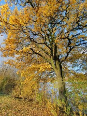 Fototapeta premium Goldgelber Herbstahorn