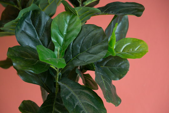 fiddle fig (Ficus lyrata) houseplant decoration in empty room .