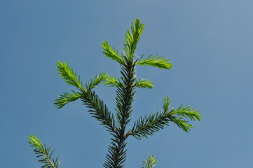 Sprig of pine with a young annual growth against the blue sky