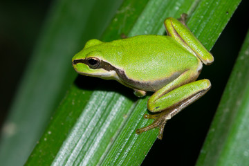  Ranita meridional (Hyla meridionalis), rana verde sobre el follaje.