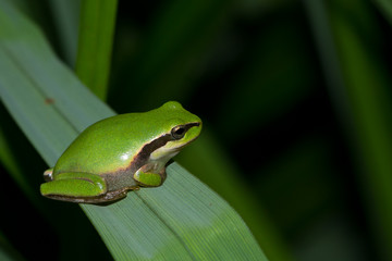 Ranita meridional (Hyla meridionalis ), descansando sobre la hoja.