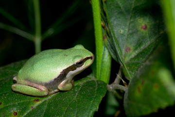  Mediterranean tree frog inn on the leaf.