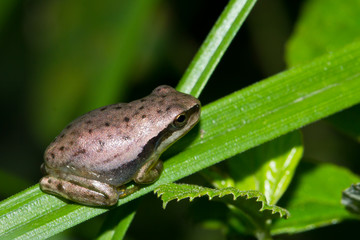 Ranita meridional (Hyla meridionalis) de color crema sobre la hoja.