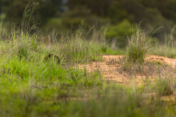 An ant hedgehog hiding in grass at a sunny day in summer.