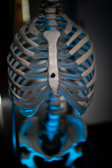 A skeleton of a human body with blue and yellow light.
