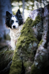 Discover the forest with your dog