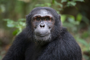 Portrait of wild chimpanzee primate - obrazy, fototapety, plakaty