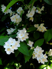 Beautiful jasmine flowers are blooming on the branches.