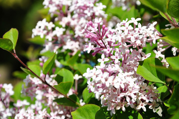 Pink Lilacs
