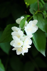 Obraz na płótnie Canvas Jasmine flowers on a branch. Blurred background.
