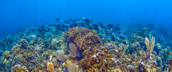 Caribbean coral garden