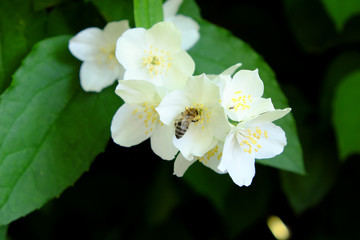 Obraz na płótnie Canvas A bee collects nectar from a jasmine flower.