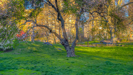 Central Park in spring