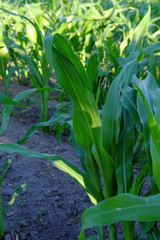 Young stalks of corn grow on the field.