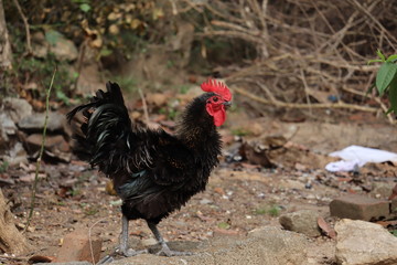 rooster in the farm