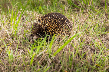 An ant hedgehog hiding in grass at a sunny day in summer.
