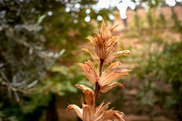 plants from the Alhambra garden in Granada