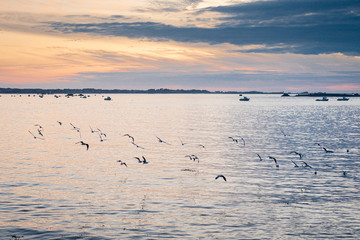 Vol de mouettes au dessus de la mer