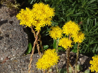 Wildpflanze mit gelben Blüten
