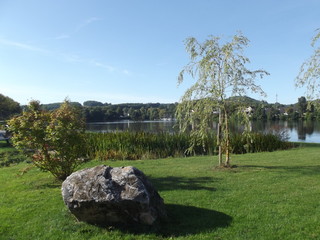 Birke am See