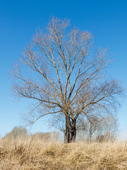 Lonely tree in early spring without leaves yet. Last year's yellow grass on foreground, bright blue sky on background.
