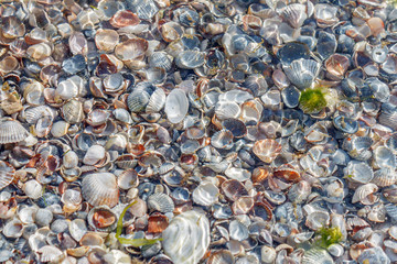 Multi-colored small shells and algae on the seashore, view through the water
