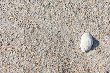 Fototapeta na wymiar An even layer of sea sand mixed with pieces of shells, lit by the summer sun, on which lies a whole shell of a mollusk