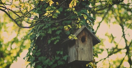 Wald - Vogelhaus - 