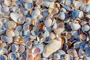 Background of multicolored sea shells of different sizes