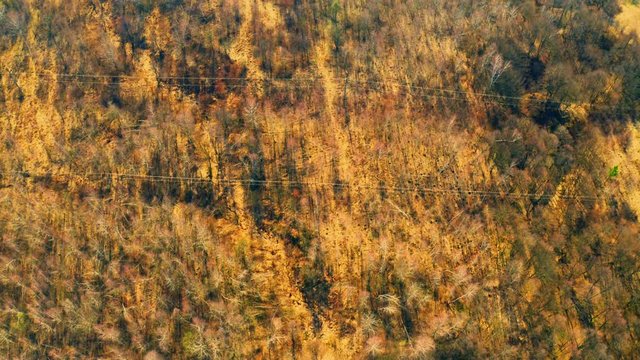 aerial shot mixed forest in spring season sunlight green conifers and leafless deciduous trees