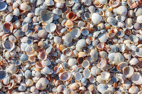 Part Of The Coast Is Dotted  With Multicolored Whole And Broken Small Shells.