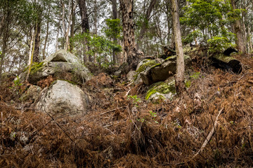 Big trees in a rainforest in New South Wales, Australia.