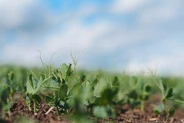 Fresh young green pea plants in the ground on the field early hour in the spring garden. The farm where they grow peas. The morning sun shines on peas without flowers. Green field with space for text
