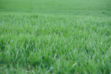 Young green wheat growing in soil. Wheat seedlings growing in a field.