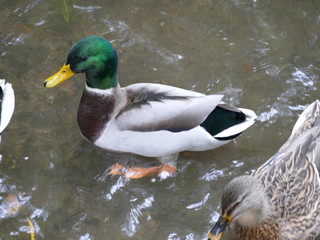 Obraz premium Stockenten Erpel