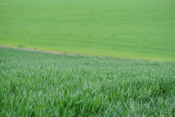 Background of young green wheat in spring
