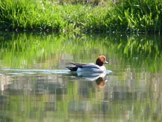 Male Eurasian wigeon Anas penelope swimming in the water with green plants in the background