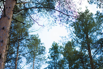 green pine forest against the sky and clouds
