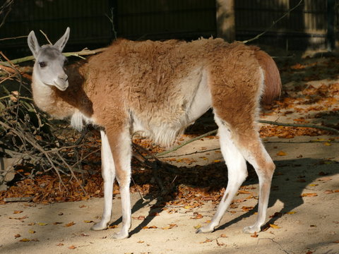 S&uuml;damerikanisches Vikuna im Zoo