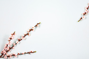 Apricot flowers on tree branches on a blue background. The basis for the postcard. Place for an inscription. View from above.