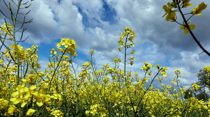 Obraz premium Bright yellow rape field in front of a blue sky with many clouds