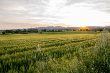 Fototapeta premium landscape of a green field with sunset