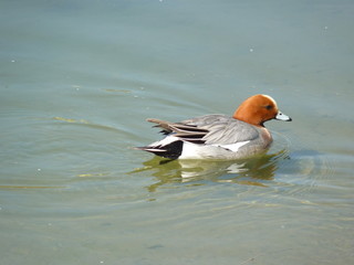 Male Eurasian wigeon Anas penelope swimming in the river