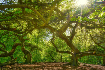 witches forest, mystic landscape with crippled beech trees in a forest in summer, sunbeams pour through trees in forest, germany, island Rügen