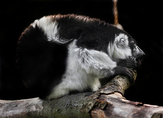 Red ruffed lemur on the branch. Latin name - Varecia variegata rubra	